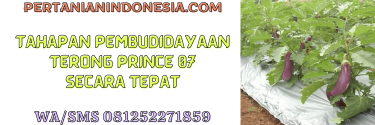 tahapan,budidaya,budidaya terong,terung,pertanian indonesia